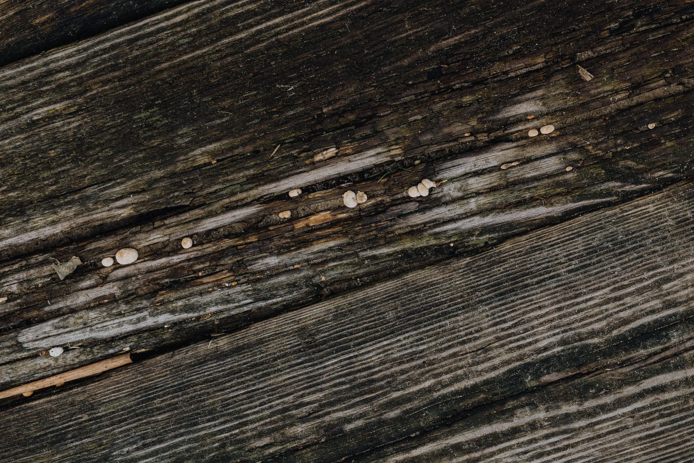 Close-up of weathered gray planks, split and crumbling along one seam with small pale fungus growing out of the split