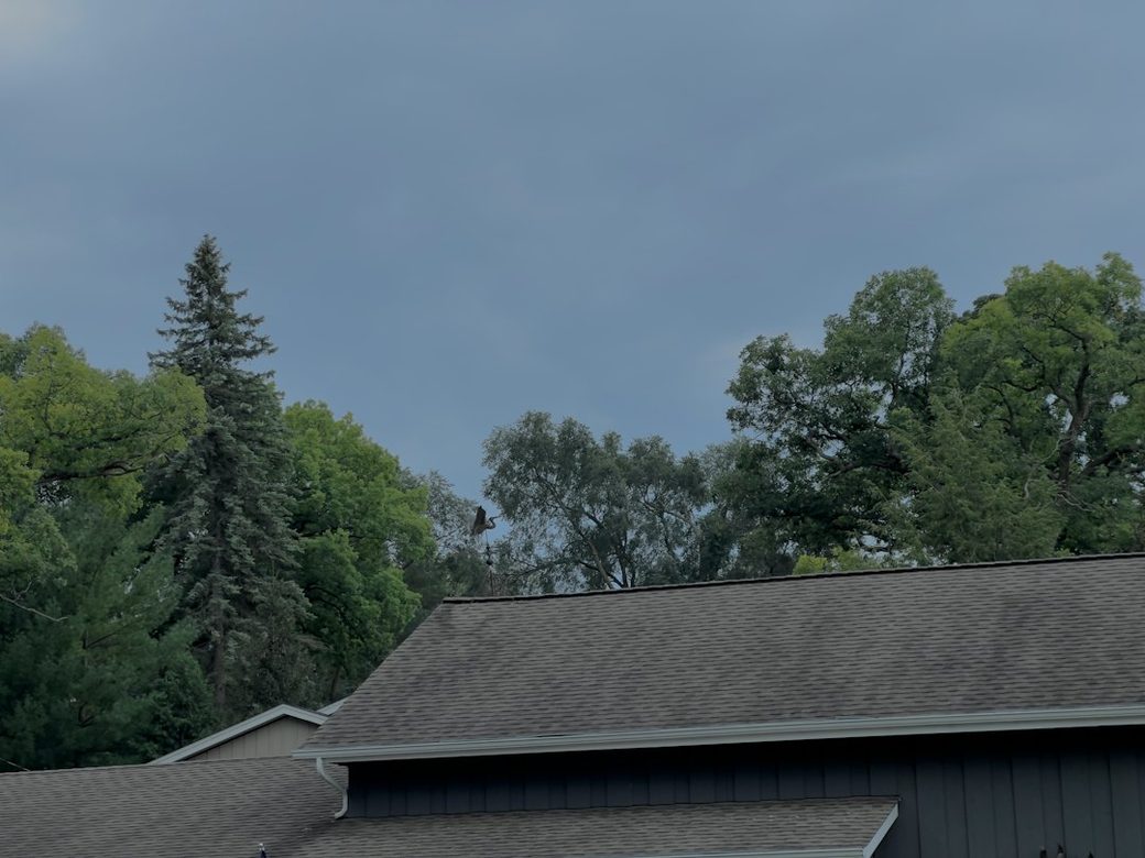Mature trees shading a house roofline