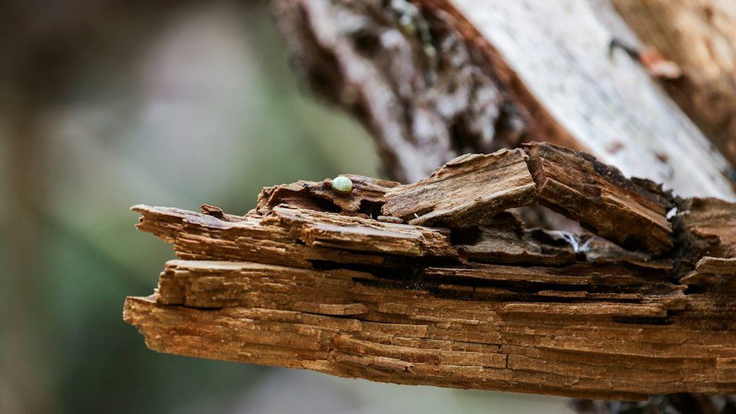 Broken and splintered wood closeup