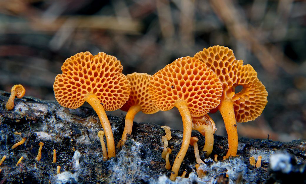 Fungus growing on decaying wood