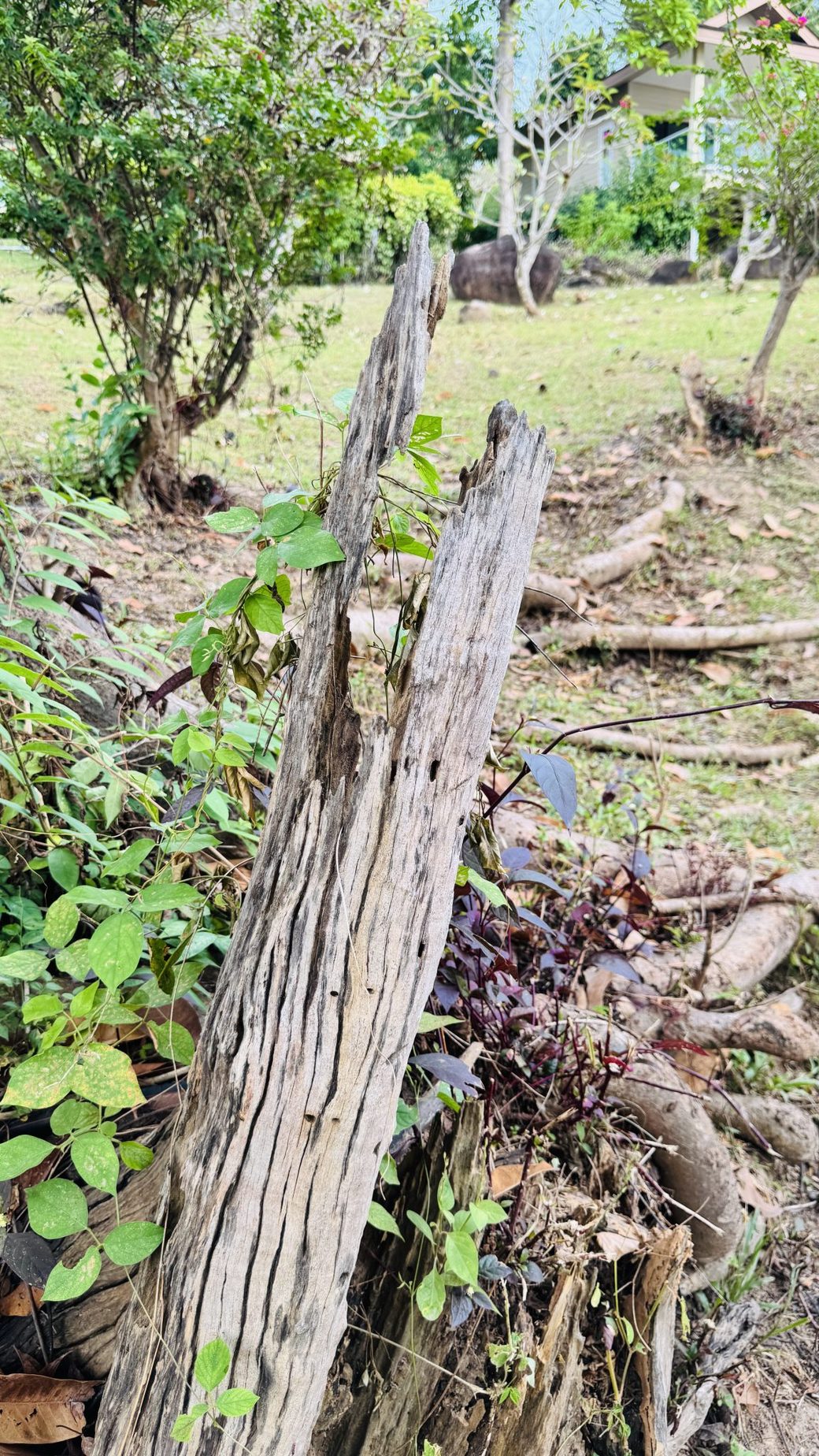 Weathered, rotting wood