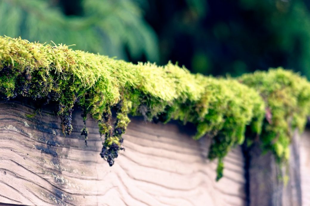 Moss growing on a shaded roof