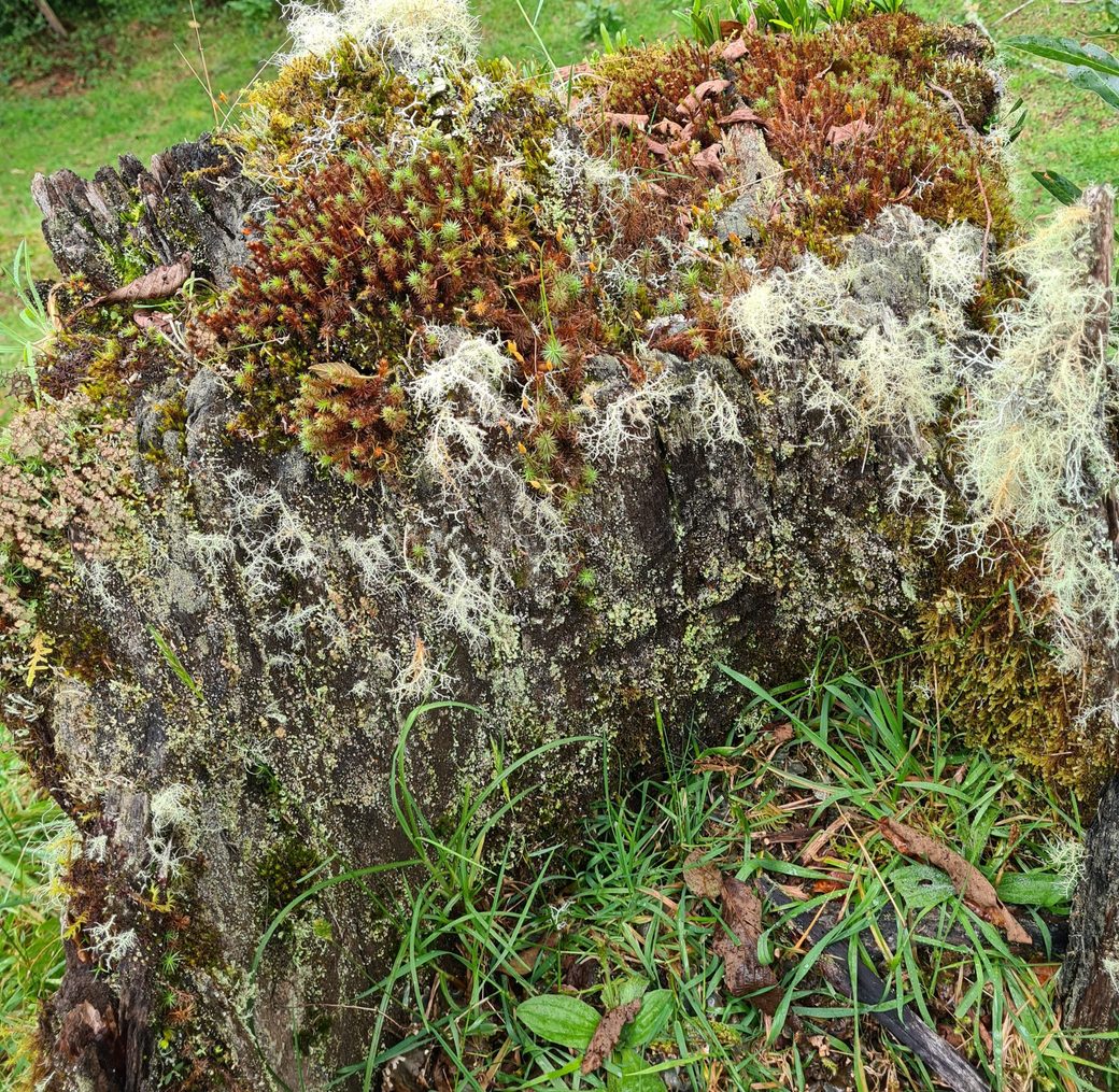Moss on a weathered, rotting stump